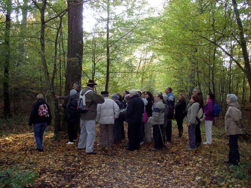 Arbres remarquables 08